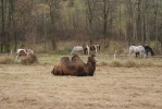 Cyrk Safari w Jodłowej