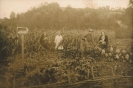 Zbiór buraków 1935r.